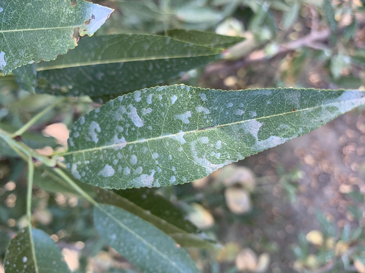 modesto farm, sustained feeding