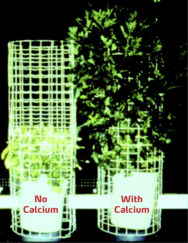 calcium and heat stress on potato plant