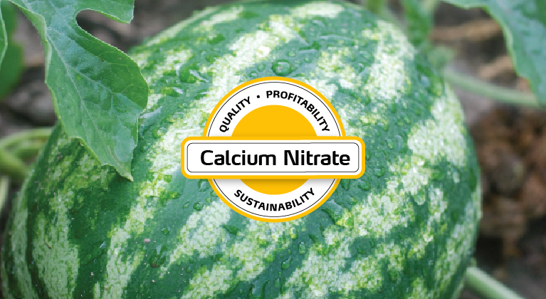 Calcium Nitrate for Melons