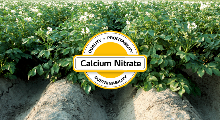 Calcium Nitrate for Potato