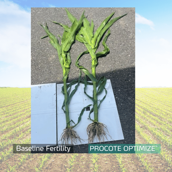 procote optimize trial on corn