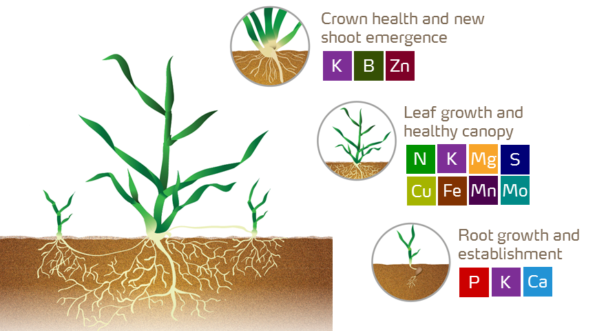 turf growth stages