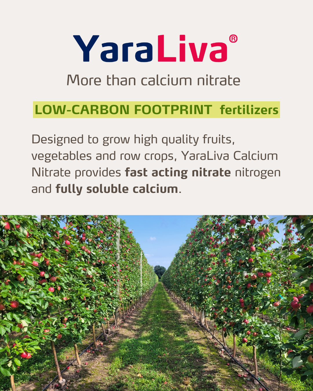 yaraliva social media