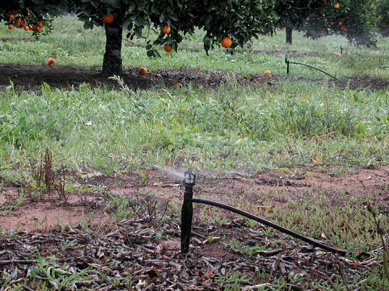 citrus irrigation.png