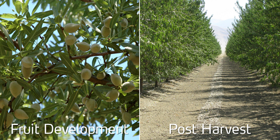 nut growth stages.png