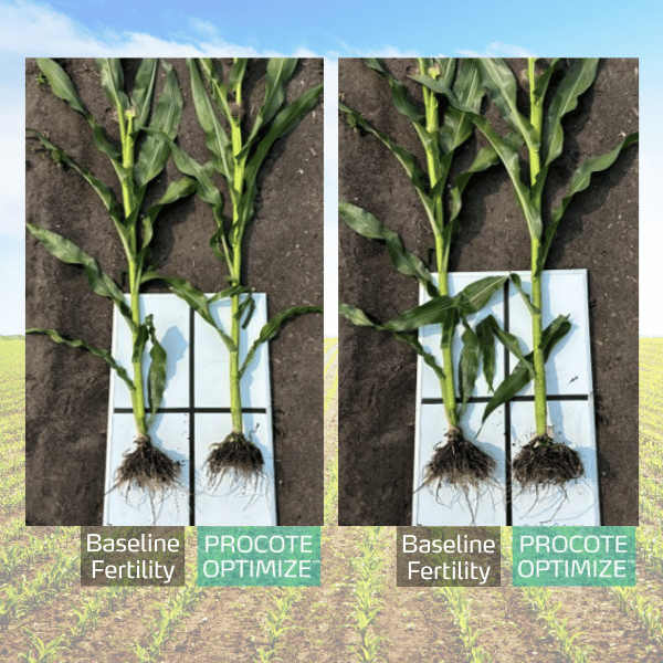 procote optimize trial in corn