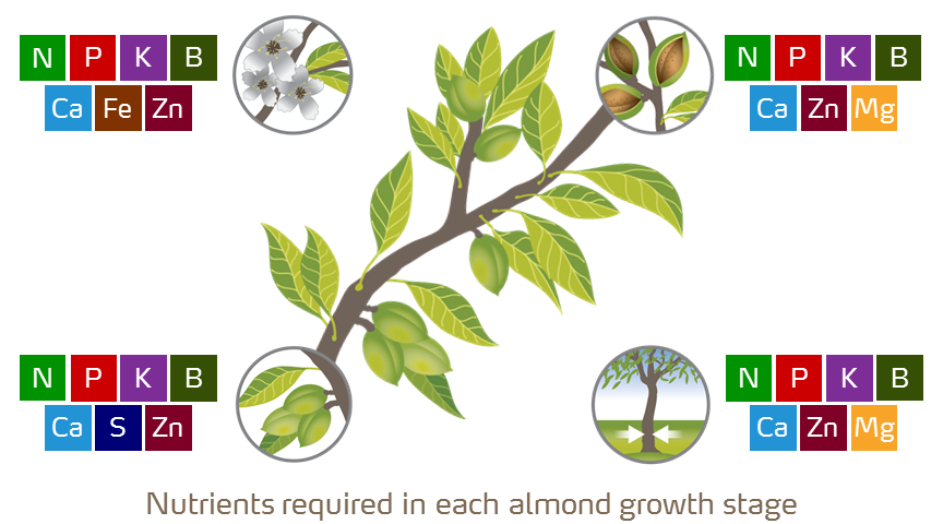 almond growth stages illustration