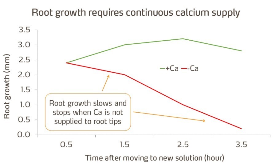 root growth requires calcium.jpg
