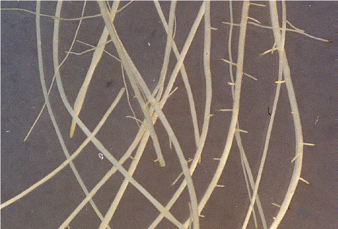 roots with calcium.png