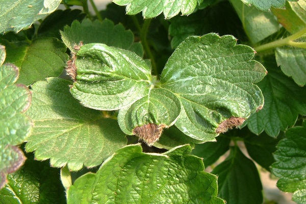 strawberry leaf burn