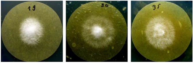 fusarium grow AM.png