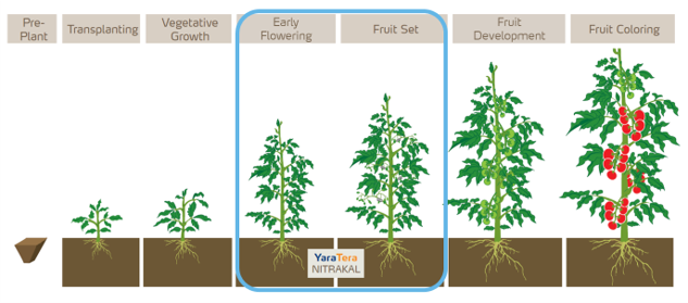 nitrakal early flowering to fruit set application