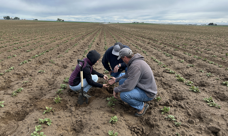 snake river valley incubator farm