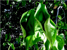 citrus leaf curling_University of Arizona Extension.png