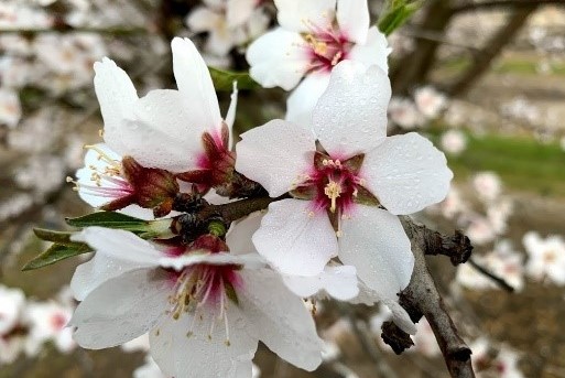almond bloom.jpg