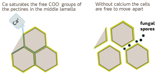 calcium and cell walls