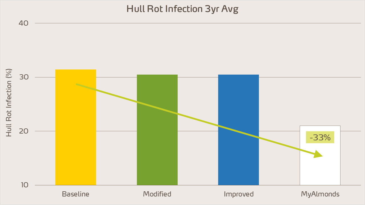 almond hull rot infection