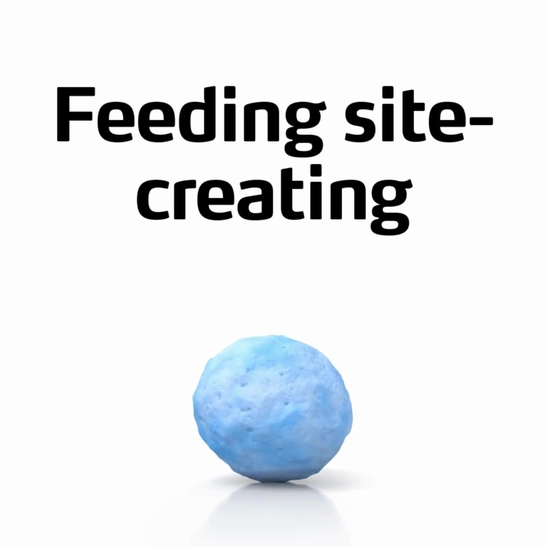 procote feeding site creating video