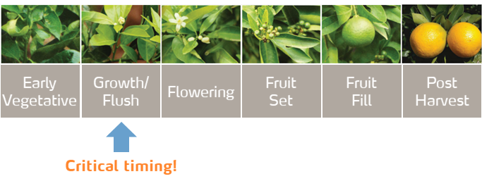 citrus growth stages