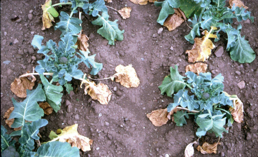 clubroot picture B.png