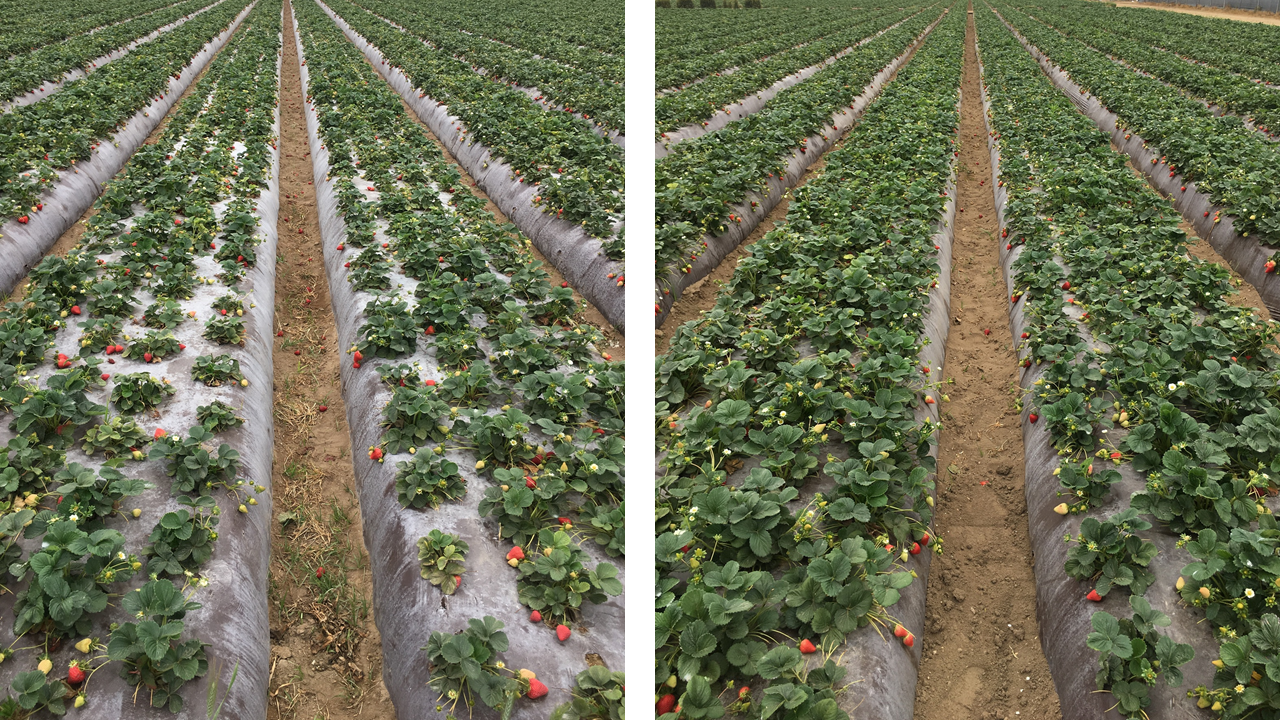 AN vs CN pictures web.png