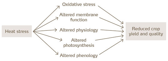 heat stress diagram.png