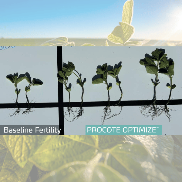 procote optimize in soybean