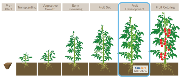 nitrakal application fruit development