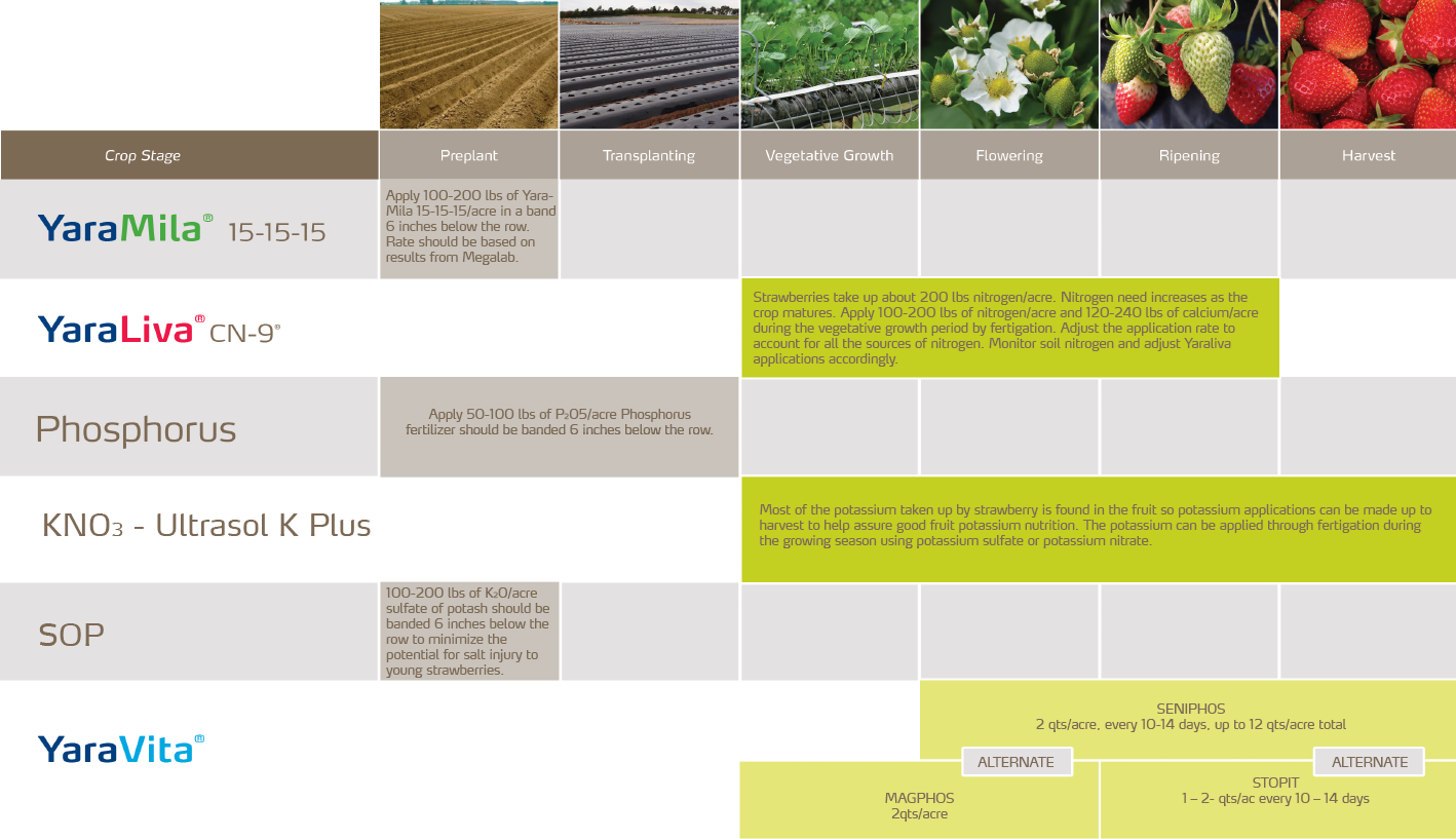 Strawberry Crop Nutrition Program
