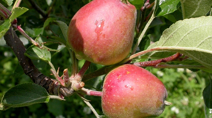 fruit thinning encourages larger, even sized fruit