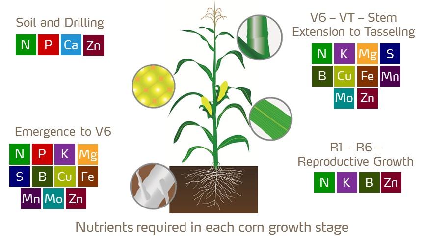 corn plant growth stages