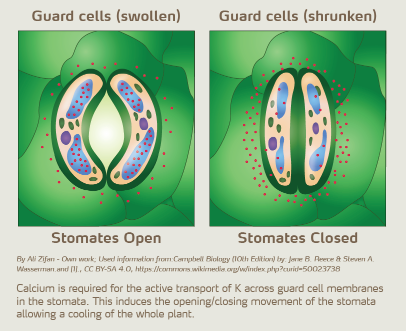 stomates illustration.PNG