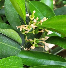 citrus pre-bloom stage