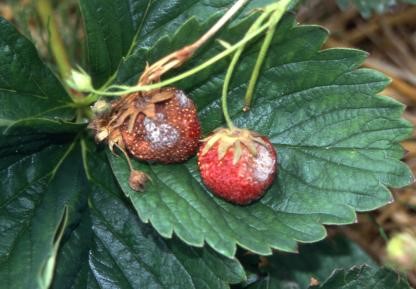 excessive nitrogen in strawberries.jpg
