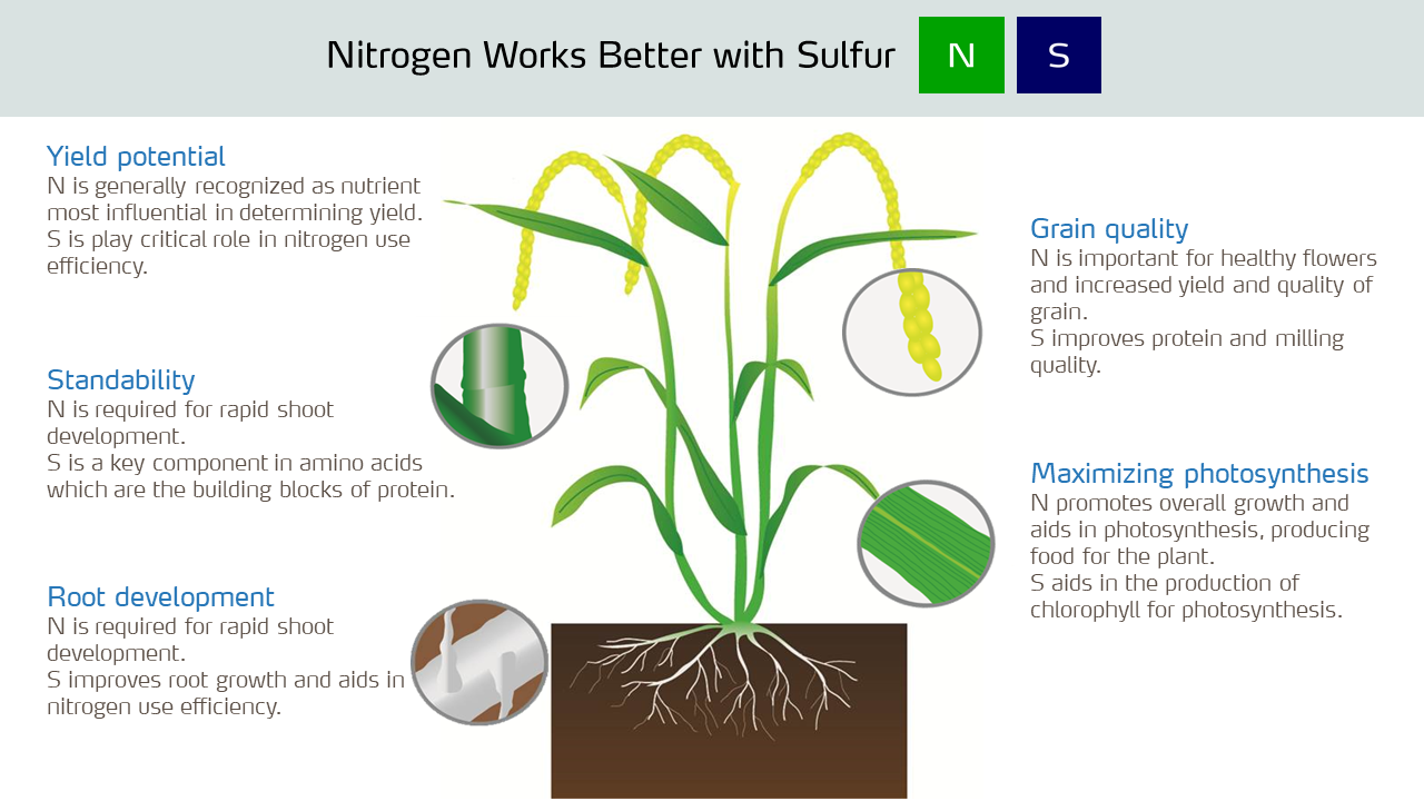 rice plant illustration N and S with header.png