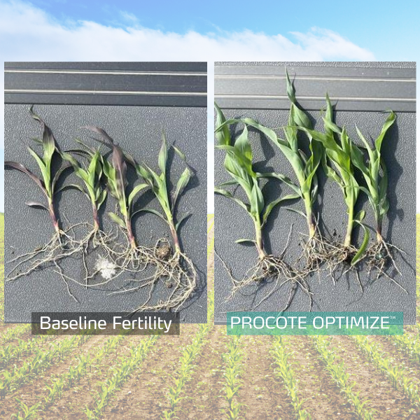 procote optimize in corn
